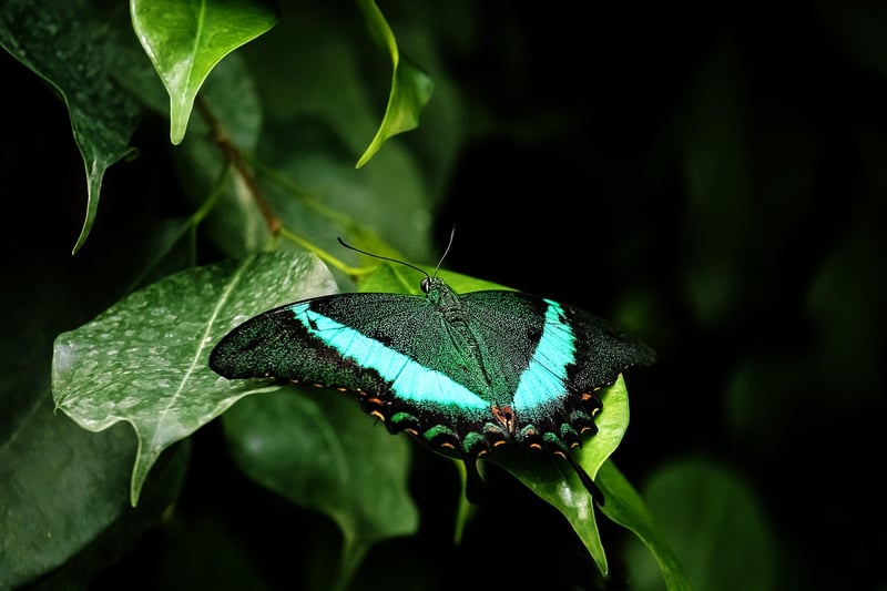 Nature Scavenger Hunt