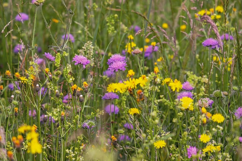 Native Plants